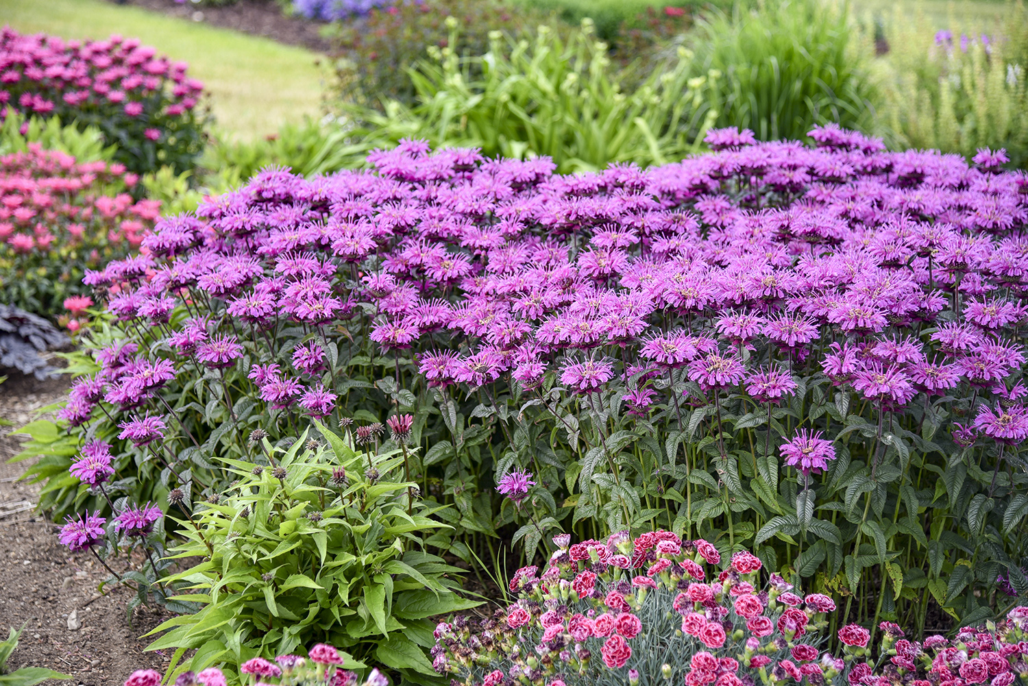 Monarda